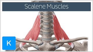 Scalene Muscles of the Neck  Human Anatomy  Kenhub [upl. by Amitie]