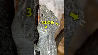 こんなかっこいいドラゴン飼えるって知ってた？🐉 reptiles 爬虫類 アブロニア abronia 爬虫類飼育 [upl. by Kinnie751]