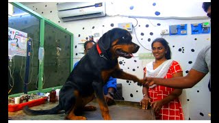 Fearless female Rottweiler Protecting her Owner  Rottweiler Protection Test [upl. by Taryne436]