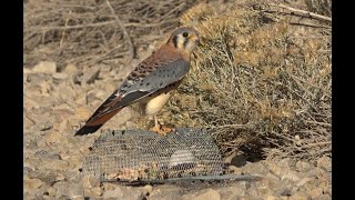 Falconry Trapping kestrels with a Bal chatri trap [upl. by Basil373]