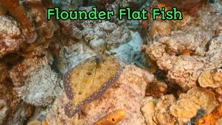 Flounder Flat Fish  NATIONAL GEOGRAPHIC [upl. by Pussej148]