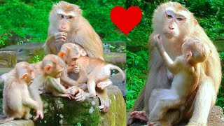 All the baby monkeys Lexi Leo Jenifer and baby monkey Floran play with each other look so lovely [upl. by Normak]