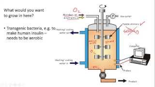 Fermenters and Yoghurt Making for IGCSE Biology [upl. by Kcirdek]