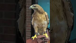 Cyclops is a oneeyed hawk at The Wildlands Conservancy hawk wildlife wildlifeconservation [upl. by Aicnarf174]