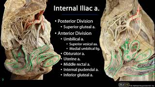 Pelvic Vasculature M1 Perineum SDV [upl. by Aihset]