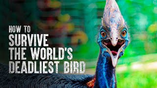 How to Survive the Worlds Deadliest Bird [upl. by Calli]