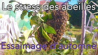 Le stress des abeilles de plus en plus important [upl. by Ancier467]