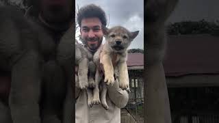 AİLEMİZİN YENİ ÜYESİ GELİYOR czechoslovakianwolfdog 🐺 [upl. by Mattheus]