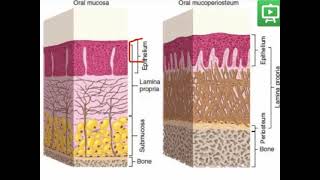 Oral mucosa 1 Practical part 2 [upl. by Zirkle]