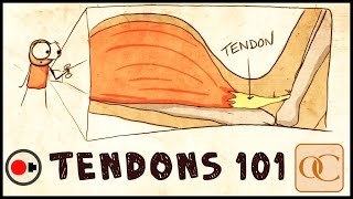 The Basic Science of Tendons amp Tendinitis [upl. by Ortensia789]