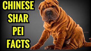 13 Amazing Facts About Chinese Shar Pei [upl. by Sandler]