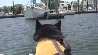 yogi  a schipperkes life [upl. by Nezam]