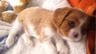 Cavalier King Charles Spaniel Welpen beim Spielen  knapp 6 Wochen alt [upl. by Aiekam]