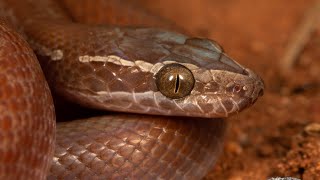 Most Beautiful Snake In South Africa🐍 South African Brown House Snake🎥😊 snake Boaedon capensis [upl. by Anastos]