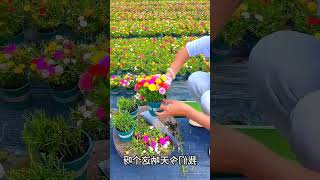 Flower garden loss project🌷🌷🌷amazingfacts youtubeshorts [upl. by Cheffetz]