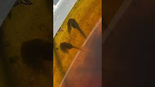 Tadpole impressive growth tadpole tadpoles frogs cutefrog nature garden ponds water kermit [upl. by Hooge]