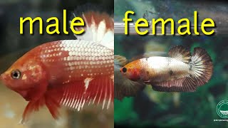 4 How To Distinguish Between Male and Female Betta Fish  VERY EASY [upl. by Chessa]