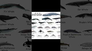 Types of whales Omuras Whale shorts memes [upl. by Ahs]