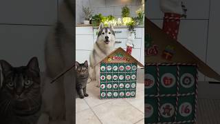 CREO un CALENDARIO dell’AVVENTO per CANI e GATTI🐶🎅🏼😻 cane dog gatto cat tutorial handmade [upl. by Andromede610]