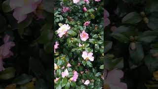 Our Christmas camellia is blooming now She is so beautiful [upl. by Enitsua]