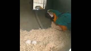 Macaw breeding pair  viralvideo shorts parrot [upl. by Nodnar]