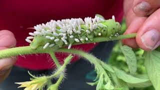 Tomato Hornworms amp the Braconid Wasps That Turn Them Into Zombies [upl. by Stefanac]