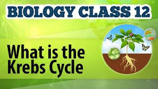 What Is the Krebs Cycle  Cellular Respiration in Plants  Biology Class 12 [upl. by Theo11]