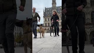 Training heelwork Oudenaarde markt [upl. by Ecydnac495]