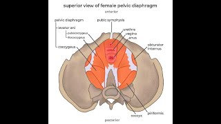 Anatomy of the Levator Ani muscles Puborectalis Pubococcygeus and iliococcygeus [upl. by Shaylyn19]