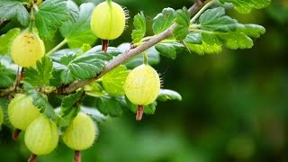 Stachelbeeren düngen schneiden pflegen  Balkon Garten Tipps [upl. by Amsirp]