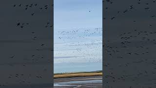 Pinkfooted Geese  Ythan Estuary [upl. by Alethea]