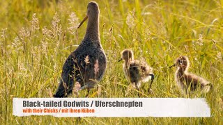 Blacktailed Godwits Limosa limosa with Chicks  Uferschnepfen mit Küken [upl. by Entruoc886]