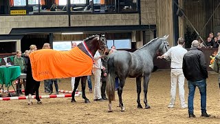 Hengstenkeuring Groninger Paard in Tolbert  24 Februari 2024 [upl. by Hurley]