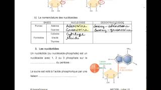 BIOCH  Acides nucléiques [upl. by Nacnud]