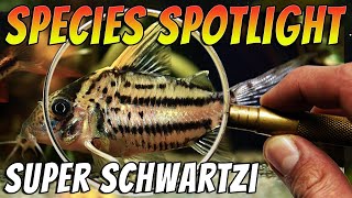 Discover the Enigmatic Super Schwartzi Corydoras CW028 [upl. by Dene]