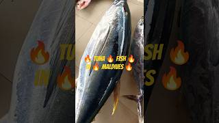 🔥 Tuna 🔥 fish 🔥 in 🔥 Maldives 🔥 comedy 🔥funny 🔥 [upl. by Ademordna]