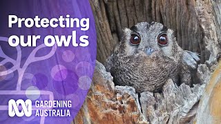 Night Life owls  Gardening for wildlife  Gardening Australia [upl. by Htiek]