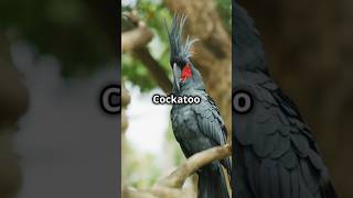 The Most Metal Bird Youve Never Heard Of 🤘🦜NatureFacts Birds AnimalFacts Cockatoo [upl. by Arbe24]