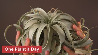 Tillandsia xerographica Air Plant Houseplant Care — 19 of 365 [upl. by Fabian]