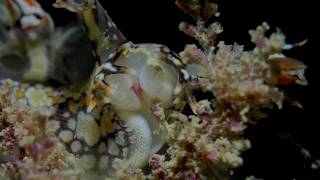 Underwater Macro Video Bornella Breakfast [upl. by Ameyn]