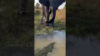 crocodile trying to attack big elephant crocodile elephant [upl. by Sissy]