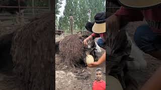 Wow Camels Givings Big Size Egg  The ostrich laid huge eggs [upl. by Ebonee]