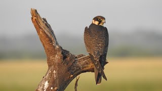 Eurasian Hobby [upl. by Rooker166]