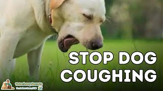 Dog Coughing How To Quickly Stop It With 7 Natural Remedies [upl. by Ykcor]