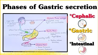 Phases of Gastric secretion  Cephalic Gastric Intestinal  II Mechanism of Secretion [upl. by Ahseral]