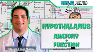 Neurology  Hypothalamus Anatomy amp Function [upl. by Chico]