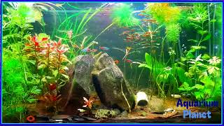 Schooling Fish ll Planted Aquarium ll Colorful Fish [upl. by Wilkinson]