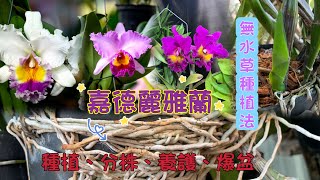 【＃嘉德麗雅蘭】分株繁殖 開花爆盆養護技巧｜＃無水草種植｜施肥日照養護方法｜卡多利亞蘭 Cattleya labiata「蘭花中的女王」 [upl. by Negaet977]