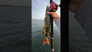 Fishing the worlds biggest lure [upl. by Dedric]