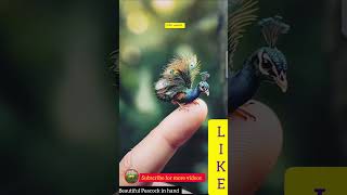 Beautiful Peacock 🦚 peacock nature beautiful birds viralshorts shorts wildlife asmr [upl. by Benjie]